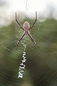 Madeira: Banded Garden Spider in web with stabilimentum -