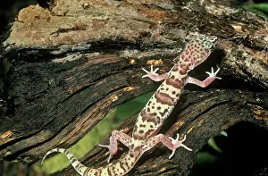 Variegatus: Banded Gecko