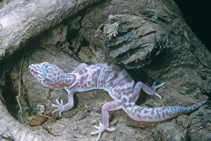 Coleonyx: Banded Gecko