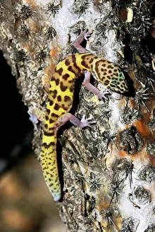 Variegatus: Banded gecko (Coleonyx variegatus) - Arizona - Sonoran Deser