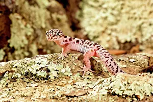 Variegatus: Banded Gecko, Coleonyx variegatus, South