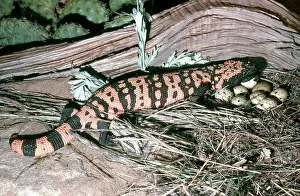 Heloderma: Banded Gila Monster