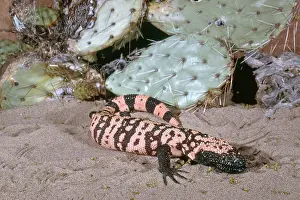Heloderma: Banded Gila Monster