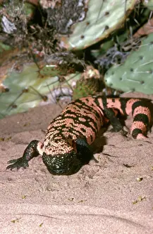 Heloderma: Banded Gila Monster