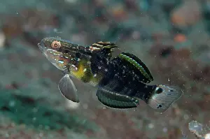 Niti: Banded Goby - Batu Niti dive site, Seraya, Kubu