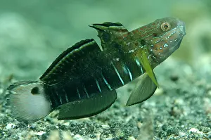 Besar: Banded Goby Serena Besar dive site, Lembeh Straits