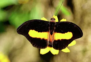 Lepidopteran: Banded Grecian Shoemaker Butterfly