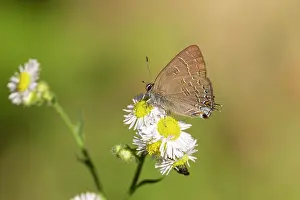 Marion: Banded Hairstreak (Satryium calanus) Marion County