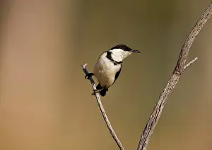Pectoralis: Banded Honeyeater - immature