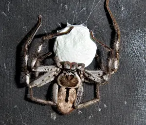 Coccoon: Banded Huntsman Spider female with egg coccoon