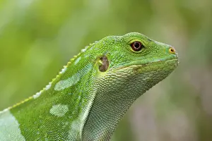 Vanuatu: Banded Iguana