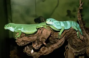 Brachylophus: Banded Iguanas - male and female - showing sexual
