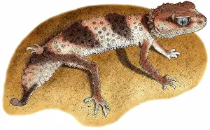 Geckos: Banded Knob Tailed Gecko