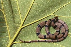 Wildilfe: Banded Krait