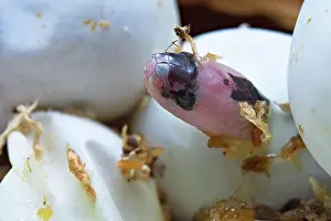 Malayan: Banded Krait (Bungarus candidus), hatching, Thailand