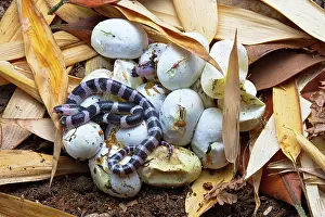 Malayan: Banded Krait (Bungarus candidus), hatching, Thailand