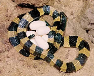 Bungarus: Banded Krait - female with eggs