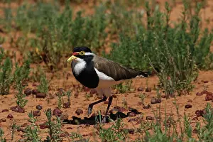 Lapwing: Banded Lapwing