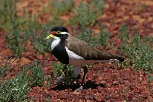 Lapwing: Banded Lapwing