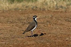 Lapwing: Banded Lapwing