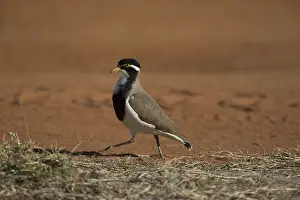 Lapwings: Banded Lapwing - Walking briskly along the edge