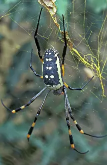 Cobwebs: Banded-legged Golden Orb Web Spider - In web