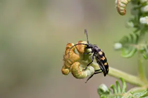 Beet: Four Banded Longhorn Beetle