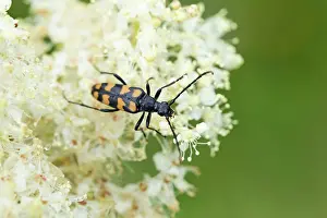 Leptura: Four Banded Longhorn Beetle - Summer