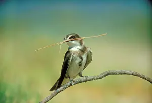 Peter Steyn: Banded Martin - with nest material in beak