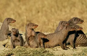 Mungo: Banded MONGEESE - Pack at burrow