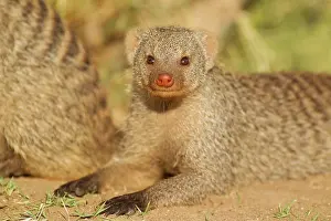 Mungo: Banded Mongoose