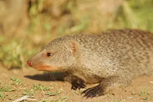 Mungo: Banded Mongoose