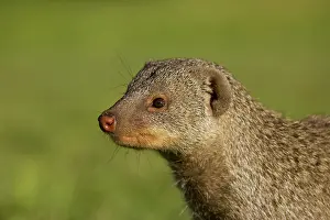 Mungo: Banded Mongoose