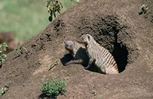 Mungo: Banded Mongoose