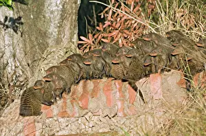 Mungo: Banded Mongoose