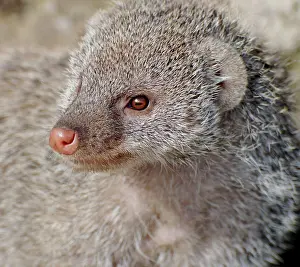 Mungo: Banded Mongoose