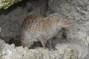 Mungo: Banded Mongoose