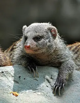 Mungo: Banded Mongoose