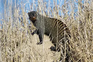 Mungo: Banded mongoose