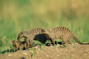 Mungo: Banded MONGOOSE - adult with young