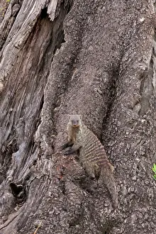 Mongooses: Banded Mongoose camouflaged in front of tree