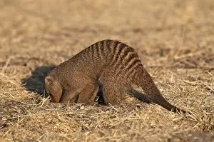 Mungo: Banded Mongoose - digging