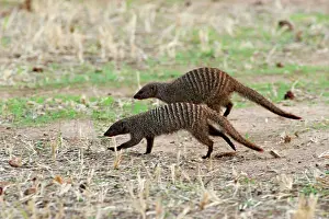 Mungo: Banded Mongoose - hunting