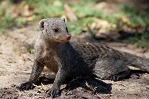 Mungo: The banded mongoose is a mongoose species native from the Sa