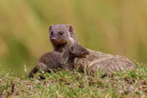 Mongooses: Banded Mongoose mother with baby