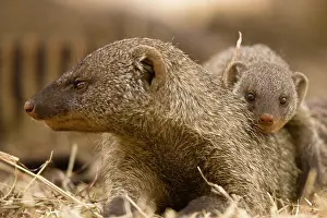 Mungo: Banded Mongoose, Mungos mungo, with its