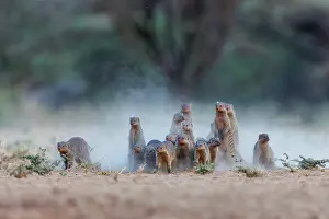 Mare: banded mongoose (Mungos mungo)