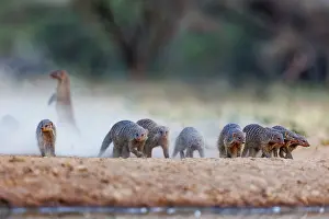 Mare: banded mongoose (Mungos mungo)