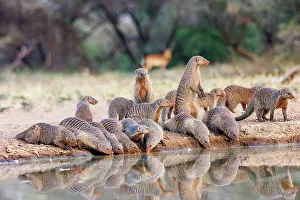 Mare: banded mongoose (Mungos mungo)