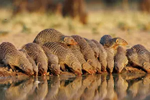 Mare: banded mongoose (Mungos mungo)